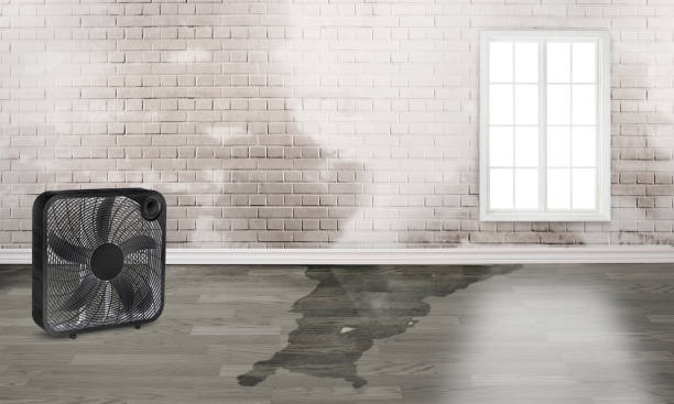 Best Professional water damage repair  in Nora Springs, IA